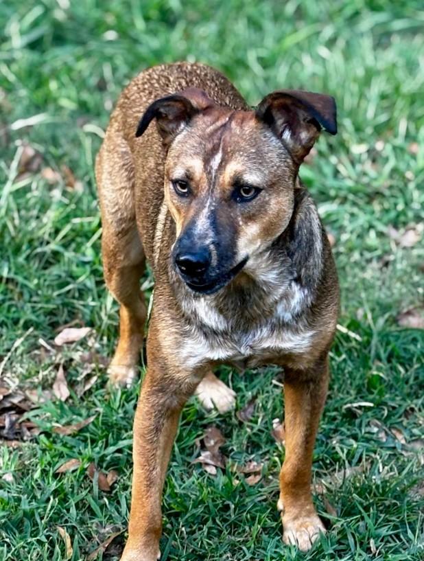 Mike, a Adoptable Mixed Breed in Joppa, AL image 2/2