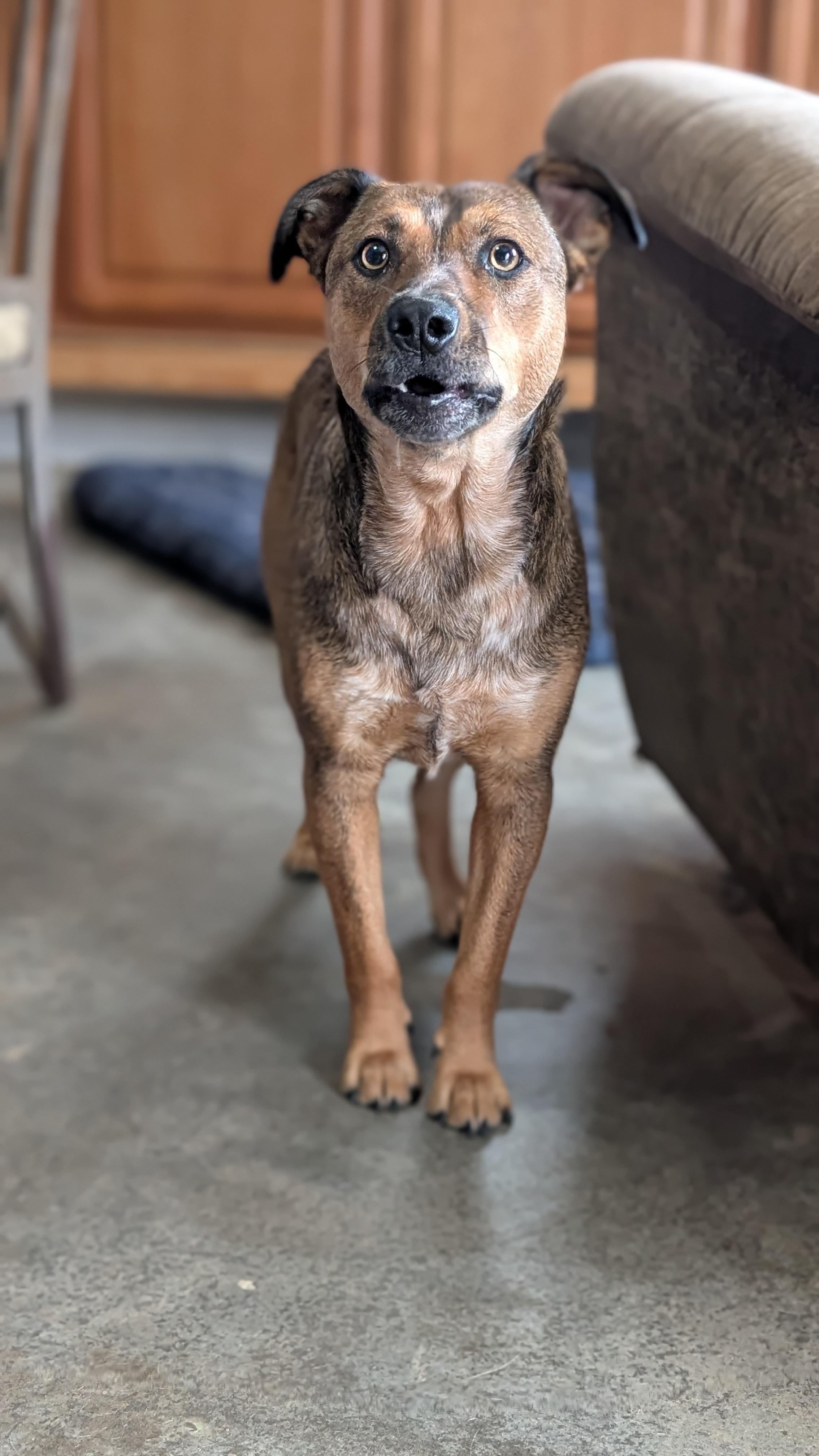 Enlarge Mike, a Adoptable Mixed Breed in Joppa, AL image 4/4