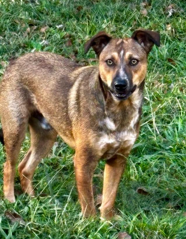 Mike, a Adoptable Mixed Breed in Joppa, AL image 1/2