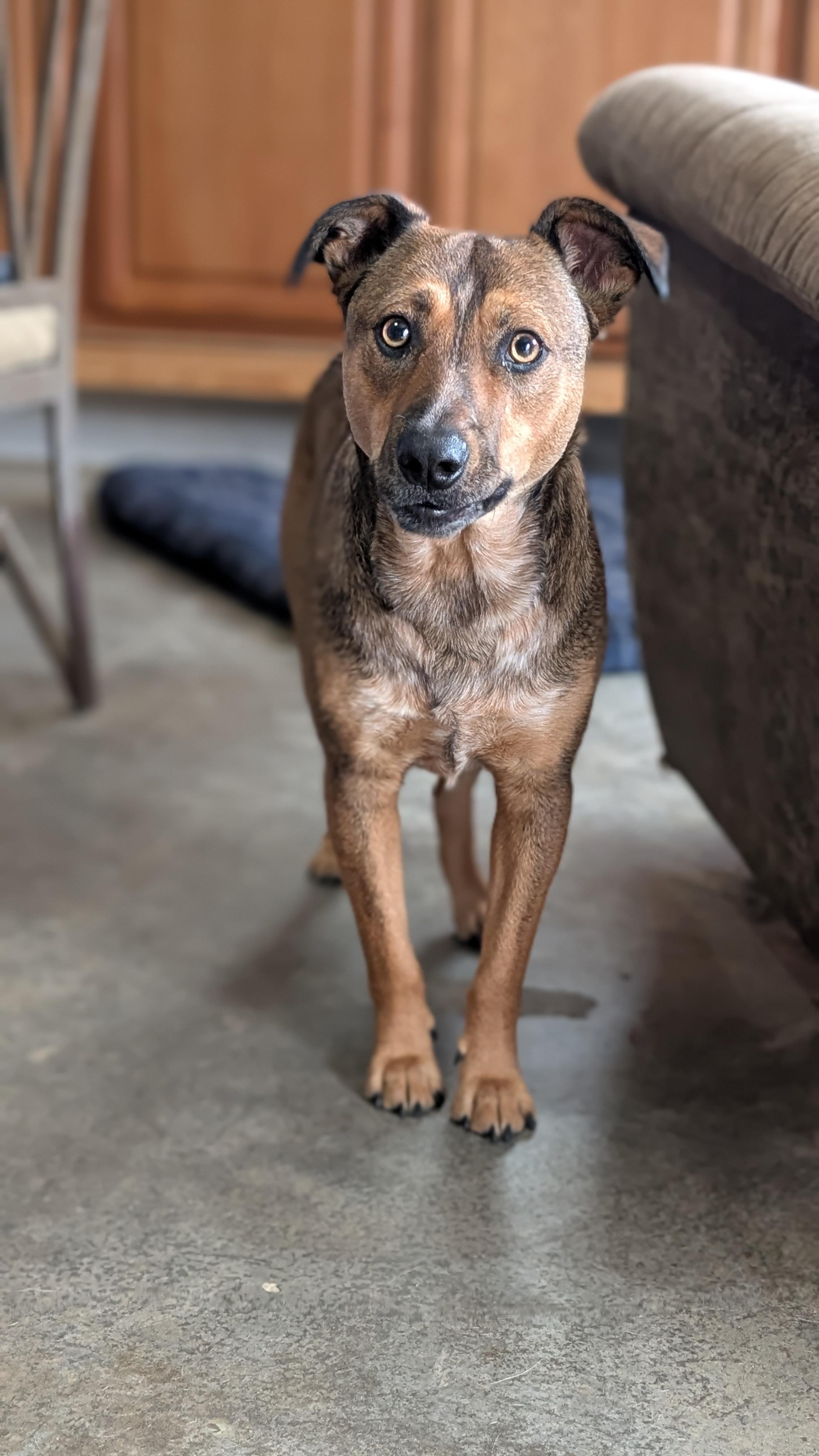 Mike, Adoptable, Adult Male Mixed Breed.