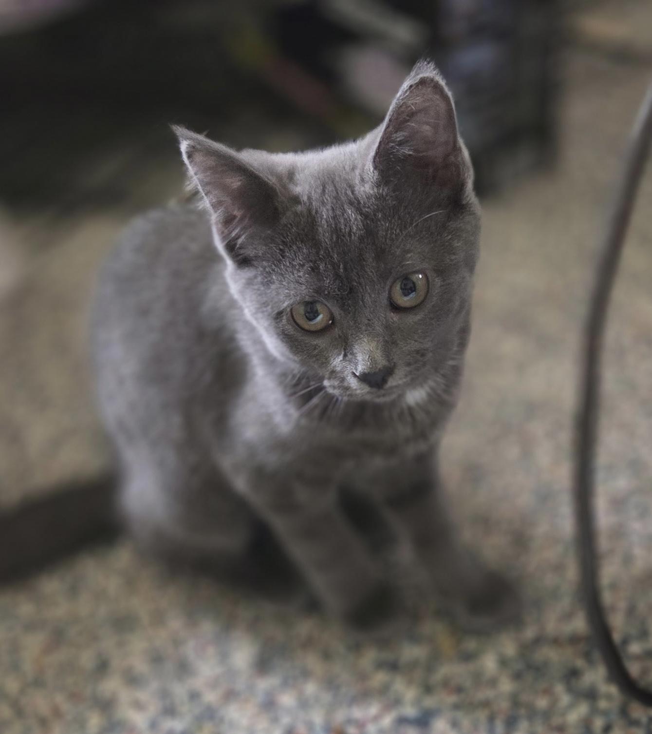 Enlarge Alexia, a ADOPTABLE Domestic Short Hair in Breinigsville, PA image 1/1