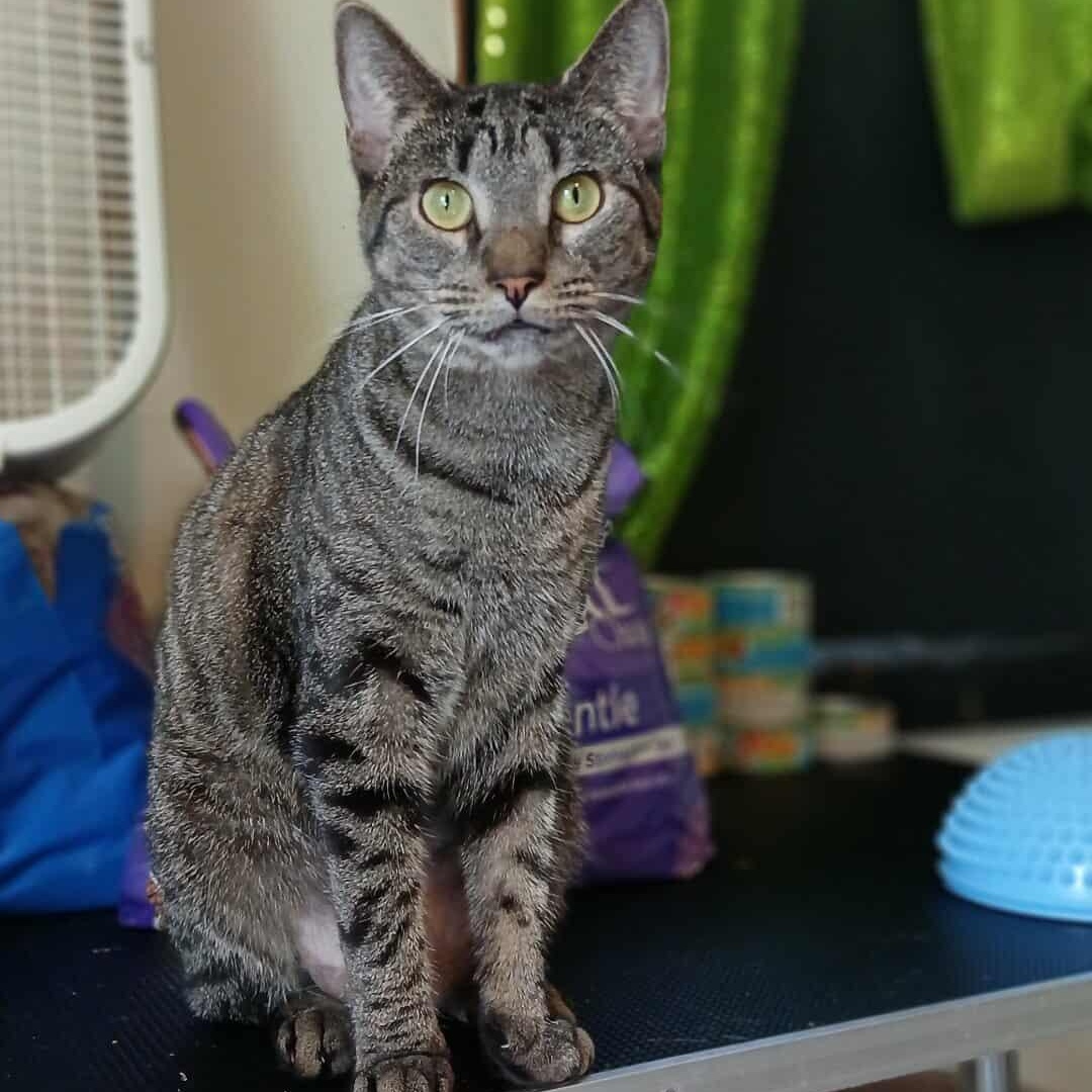 Navi, a Adoptable American Bobtail in Saugerties, NY image 3/6