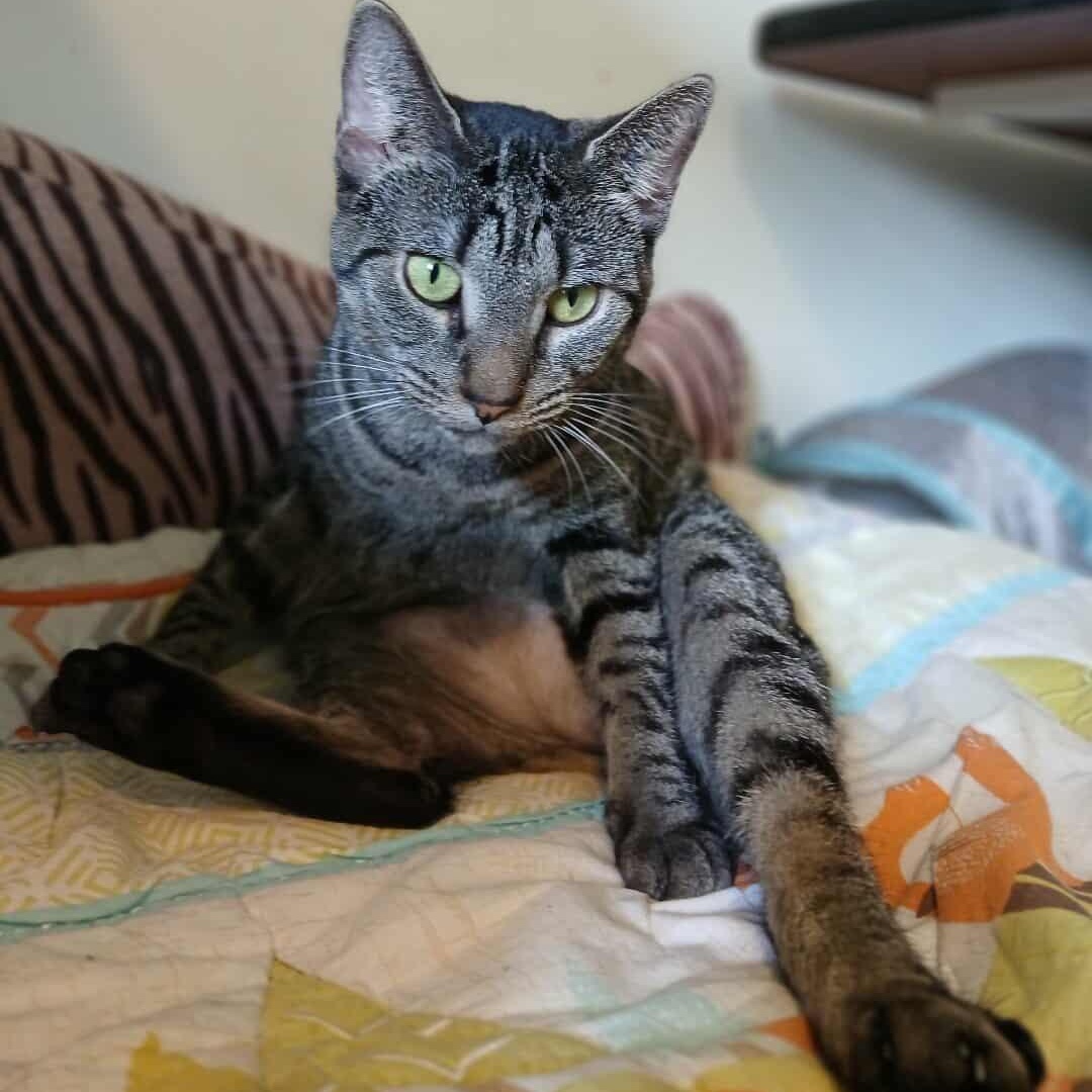 Navi, Adoptable, Adult Female American Bobtail.