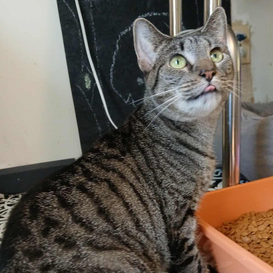 Navi, a Adoptable American Bobtail in Saugerties, NY image 4/6