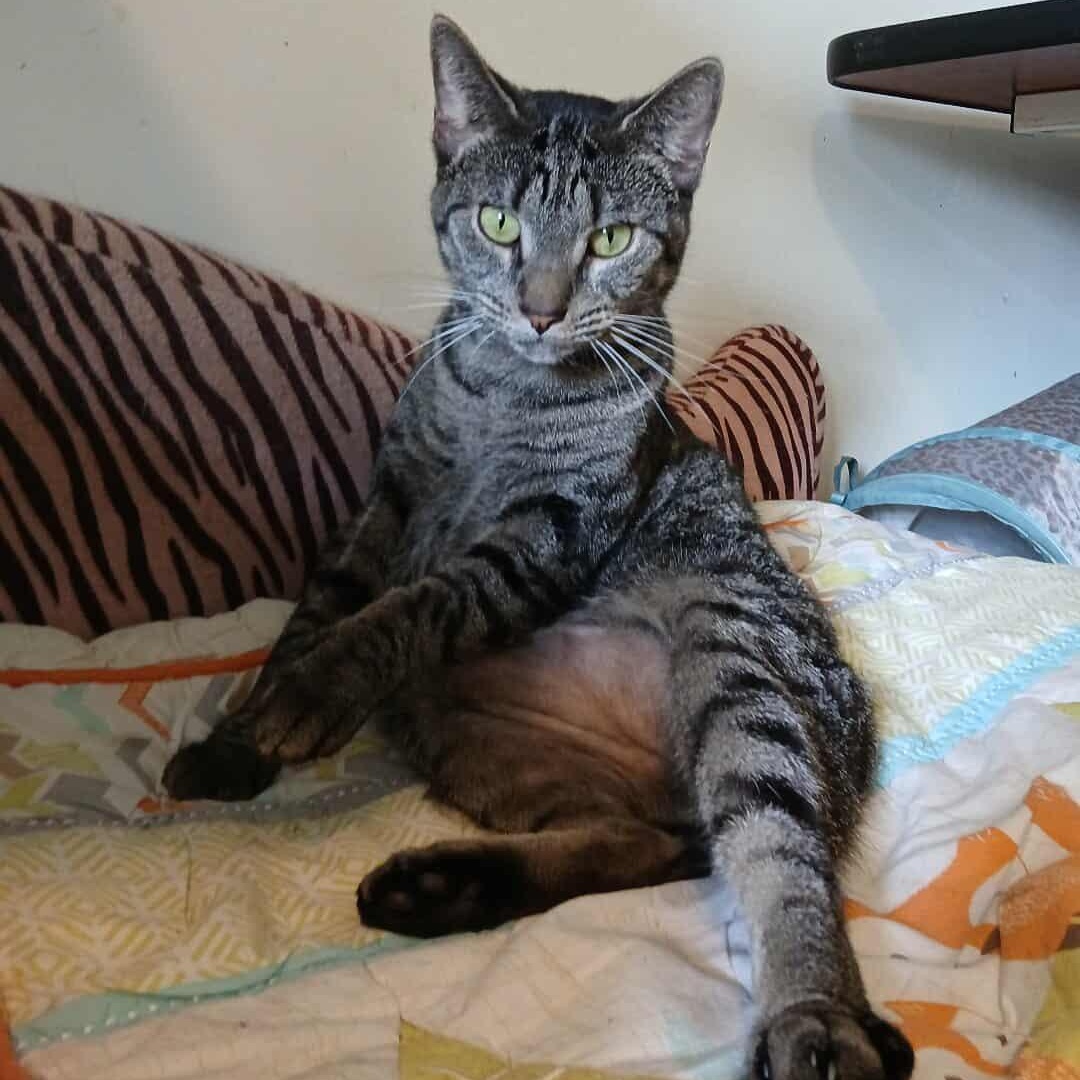 Navi, a Adoptable American Bobtail in Saugerties, NY image 2/6