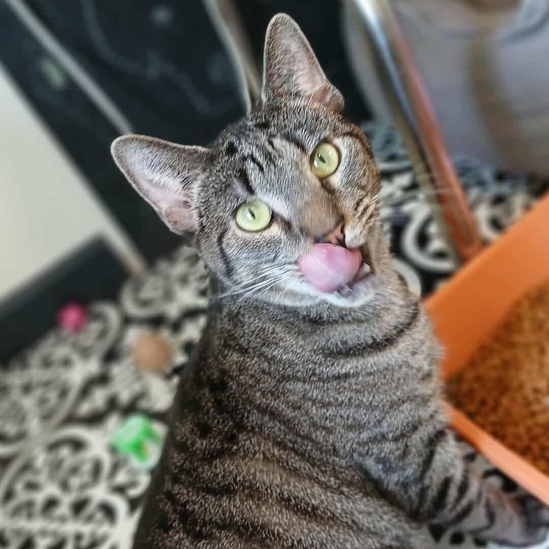 Navi, a Adoptable American Bobtail in Saugerties, NY image 5/6