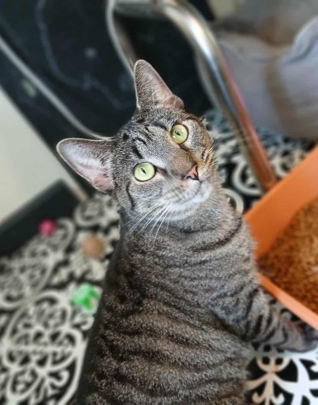 Navi, a Adoptable American Bobtail in Saugerties, NY image 6/6