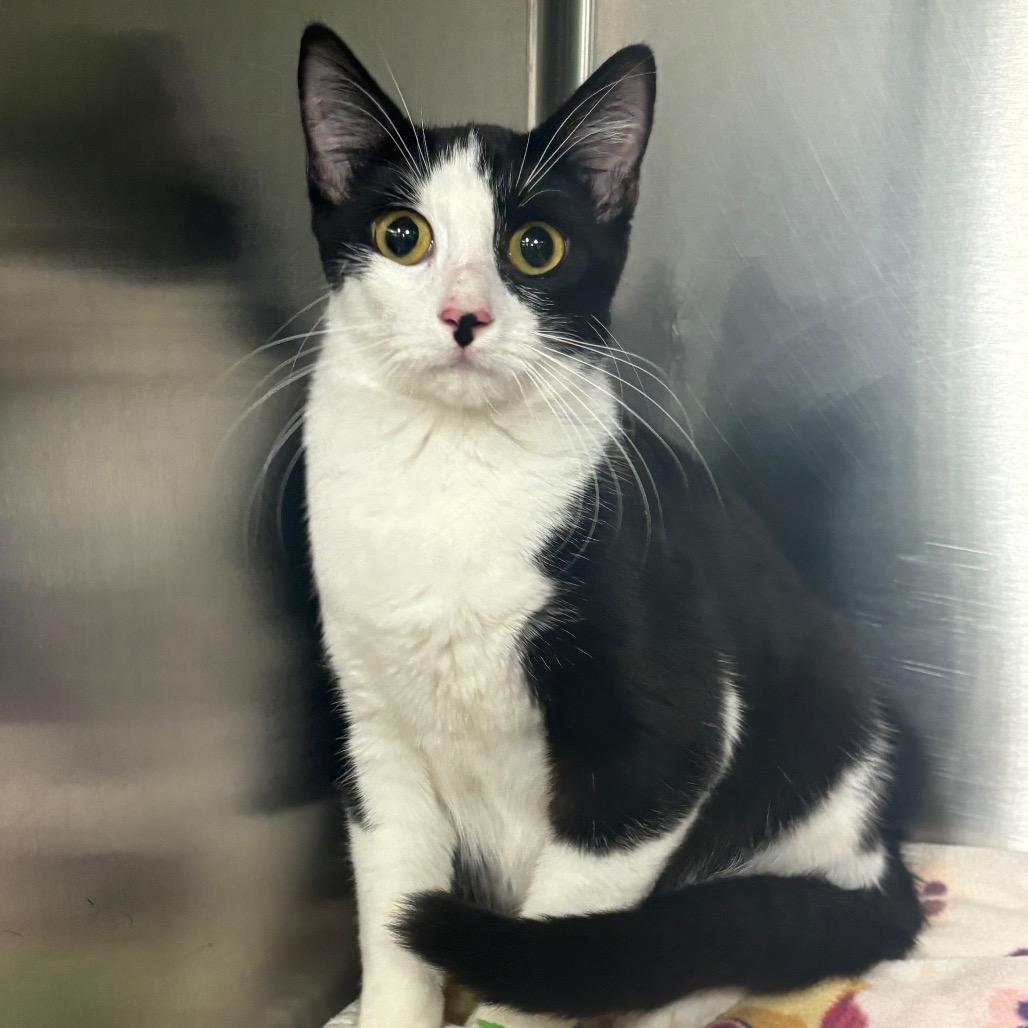 Muffins, Adoptable, Young Female Domestic Short Hair.