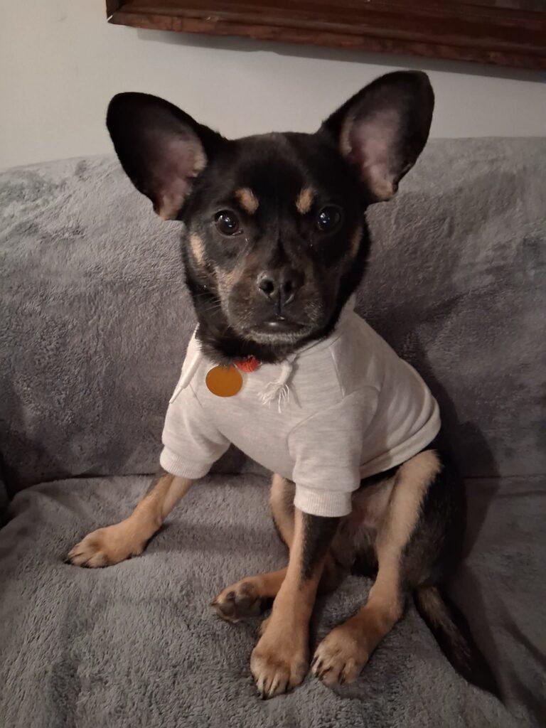 Spumoni, adopted, Young Male French Bulldog & Chihuahua.