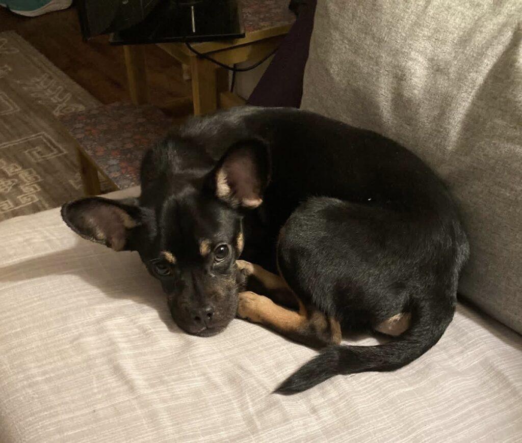 Spumoni, an adopted mixed breed in Red Hook, NY image 4/4