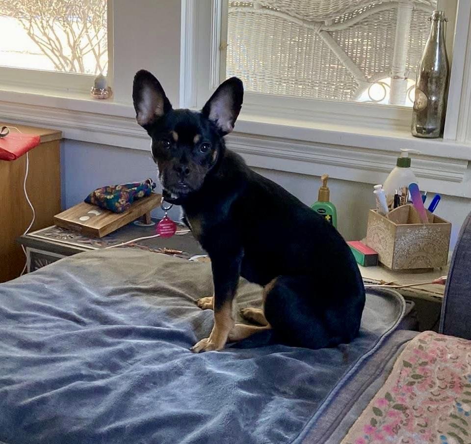 Spumoni, an adopted mixed breed in Red Hook, NY image 2/4