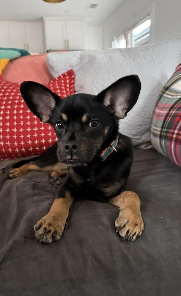 Spumoni, an adopted mixed breed in Red Hook, NY image 3/4