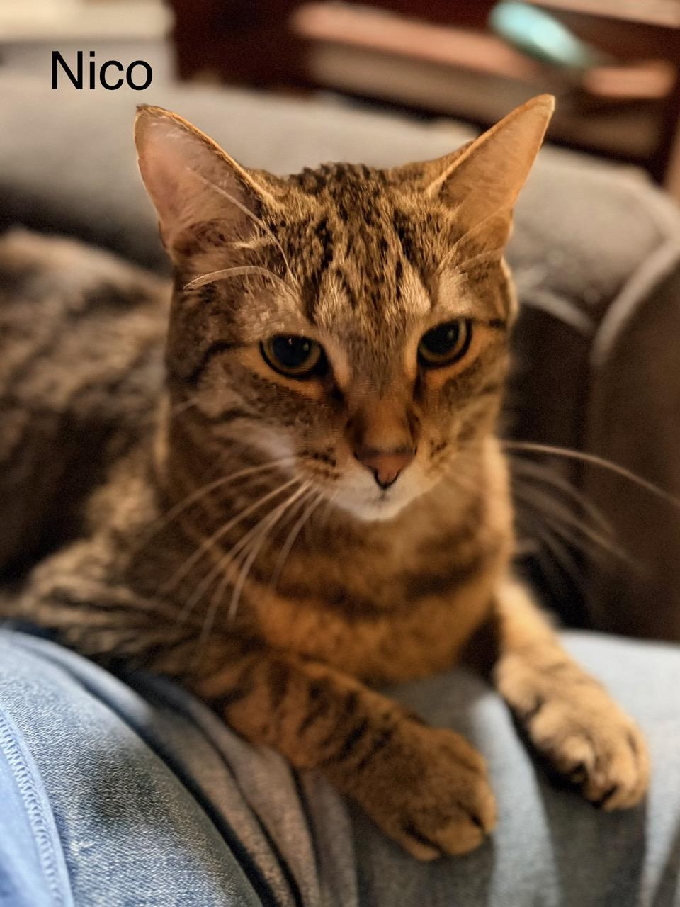 Walter and Nico, ADOPTABLE, Adult Male Domestic Short Hair.