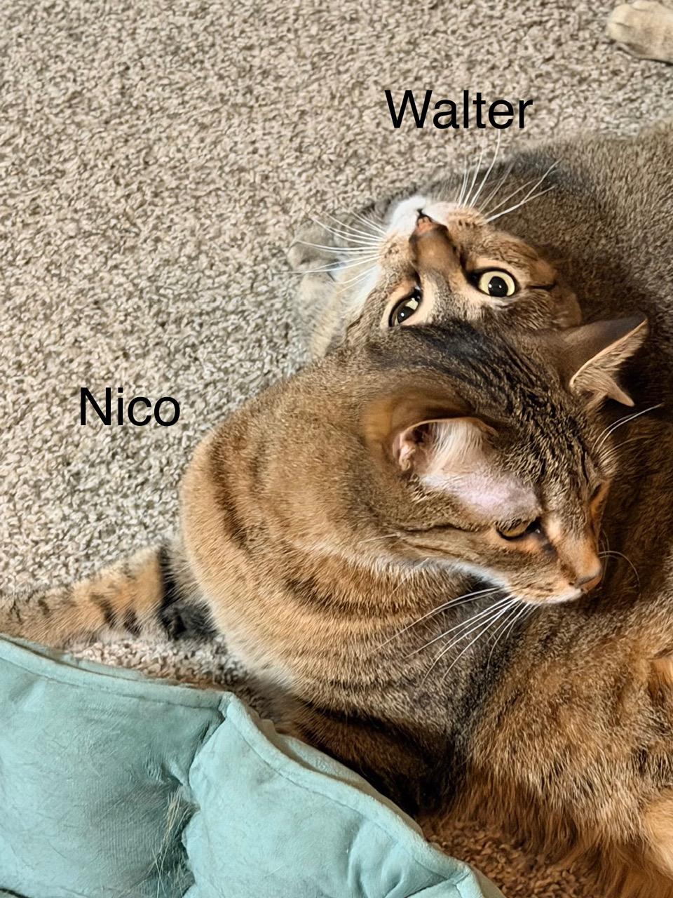 Walter and Nico, a ADOPTABLE Domestic Short Hair in Kenosha , WI image 2/6