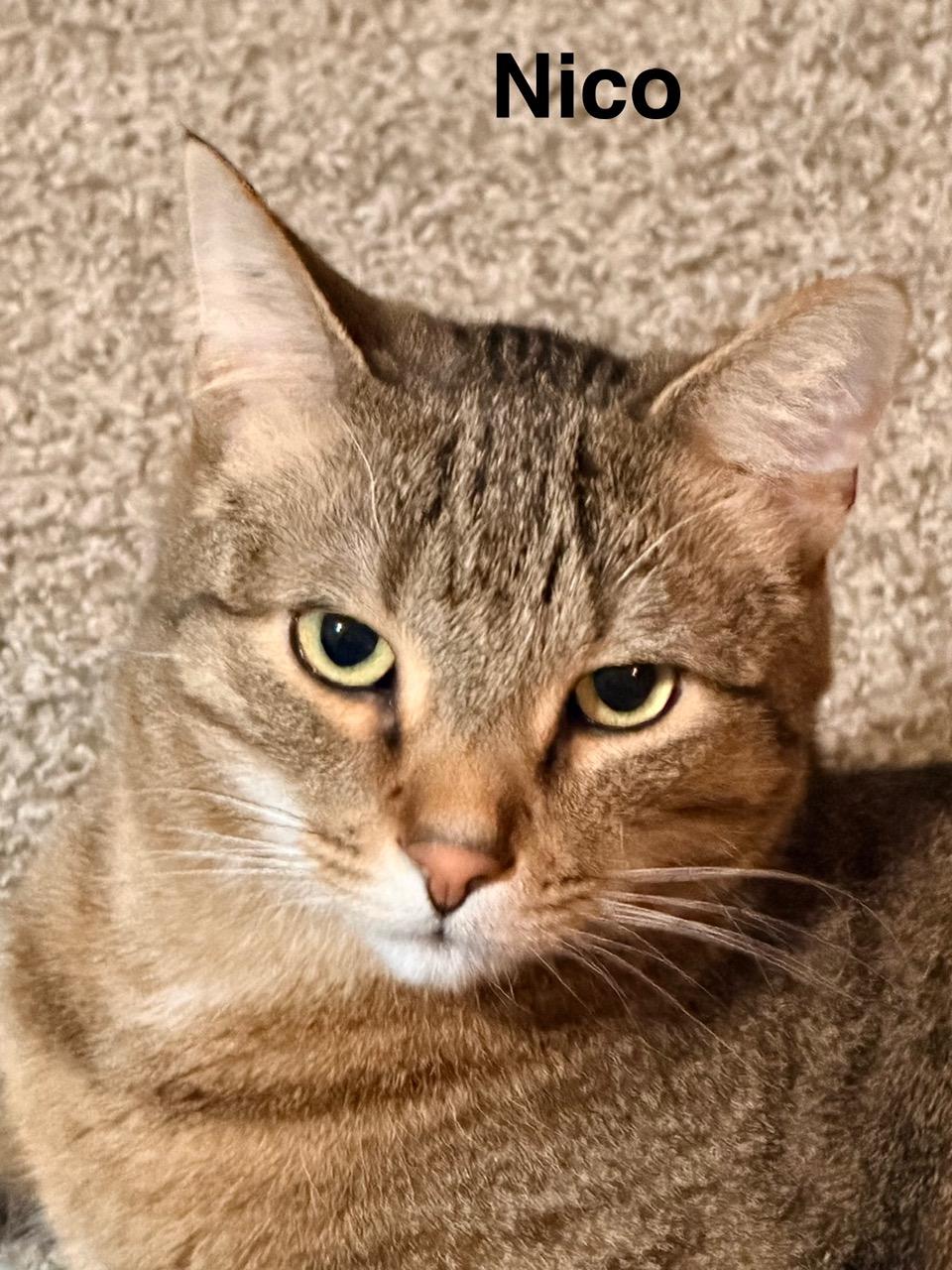 Walter and Nico, a ADOPTABLE Domestic Short Hair in Kenosha , WI image 3/6