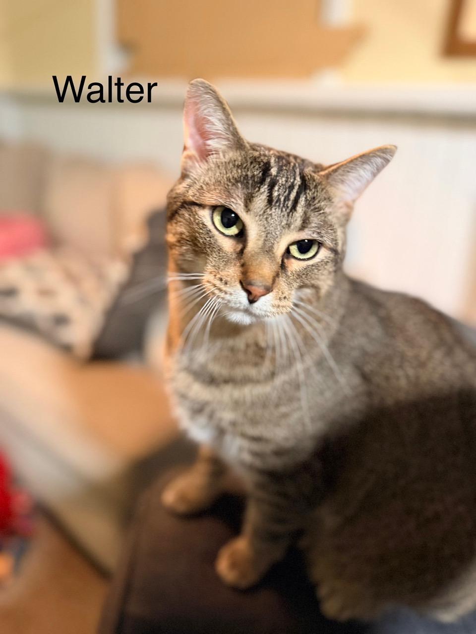 Walter and Nico, a ADOPTABLE Domestic Short Hair in Kenosha , WI image 4/6