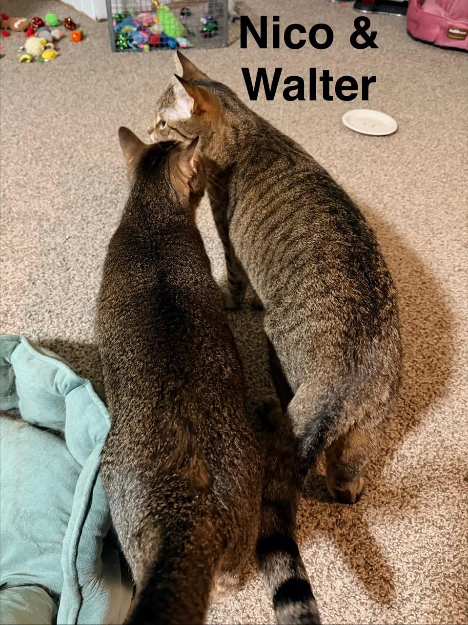 Walter and Nico, a ADOPTABLE Domestic Short Hair in Kenosha , WI image 5/6