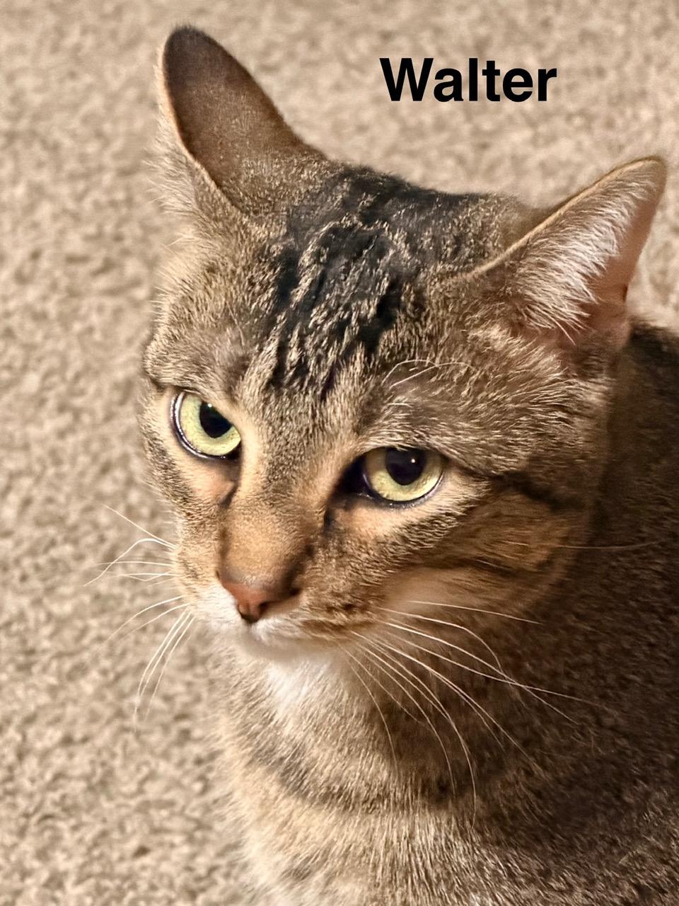 Walter and Nico, adoptable, Adult Male Domestic Short Hair.