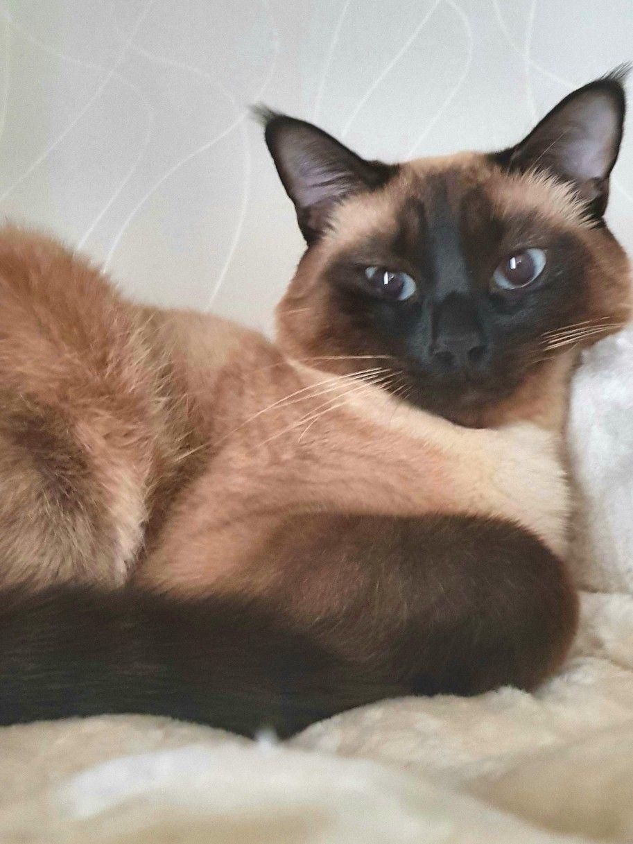 Luana-test- media-no adoptable pet-test only, a Adoptable American Shorthair in Bettles, AK image 2/5