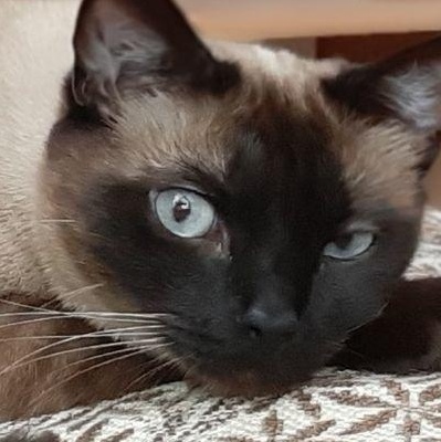 Luana-test- media-no adoptable pet-test only, a Adoptable American Shorthair in Bettles, AK image 5/5