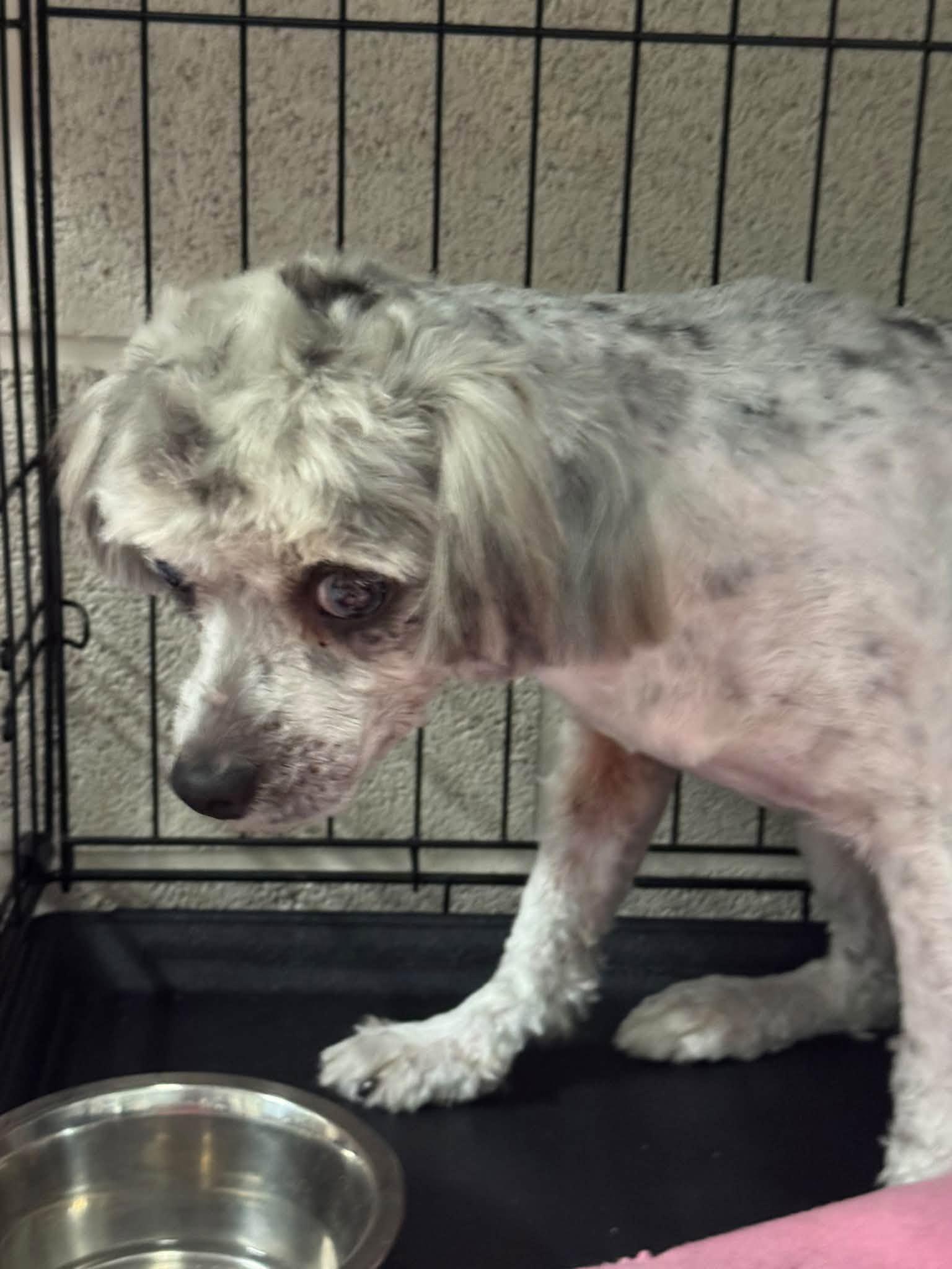 Vinny, Adoptable, Young Male Shih poo.
