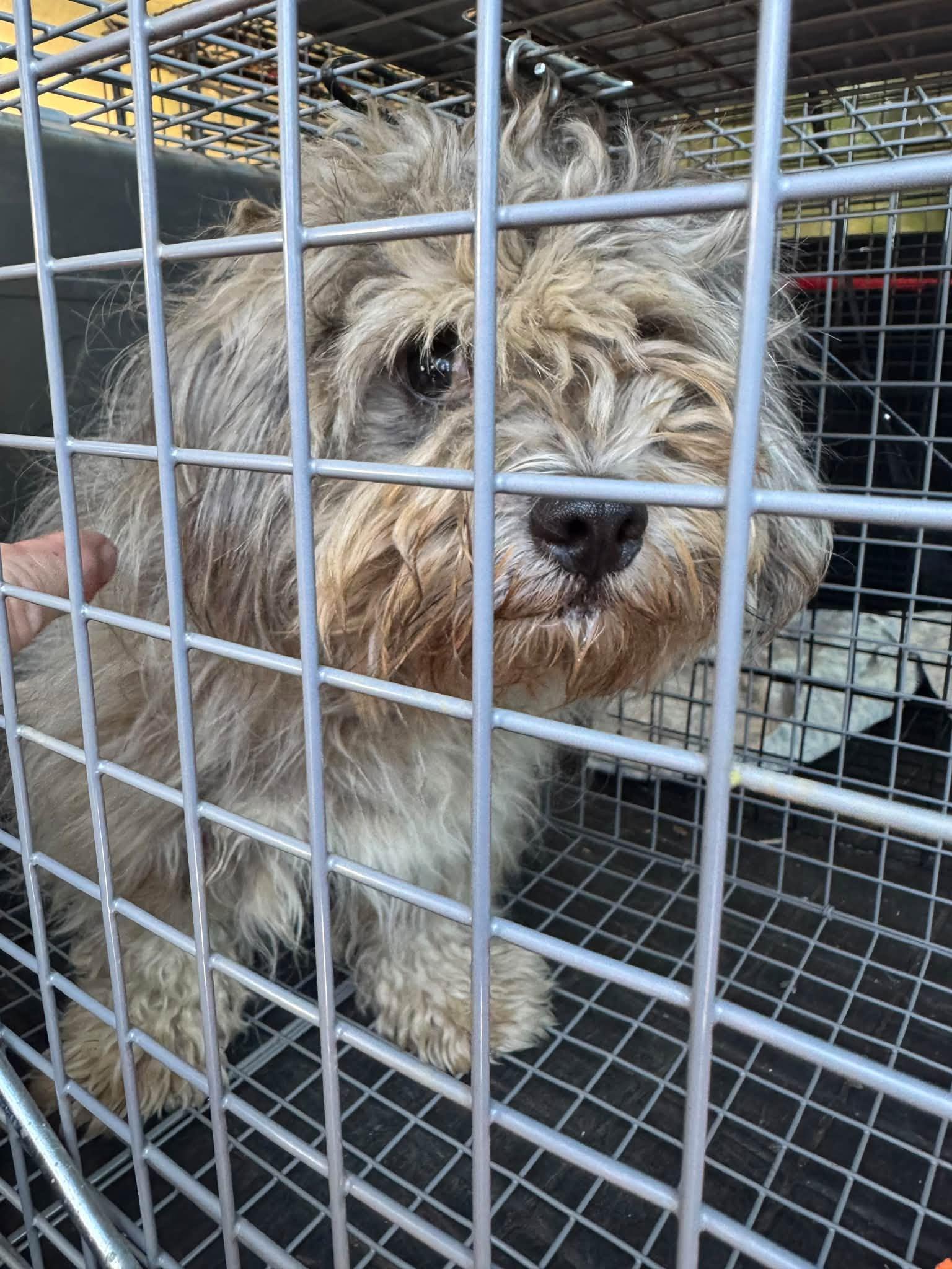 Enlarge Vinny, a Adoptable Shih poo in Matthews, NC image 2/2