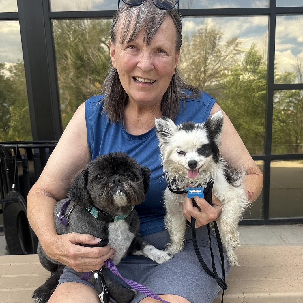 Enlarge Petey in Colorado, a Adoptable Pomeranian in Denver, CO image 5/6