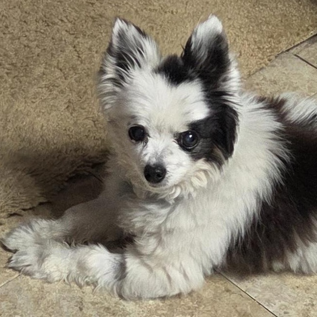Enlarge Petey in Colorado, a Adoptable Pomeranian in Denver, CO image 1/6