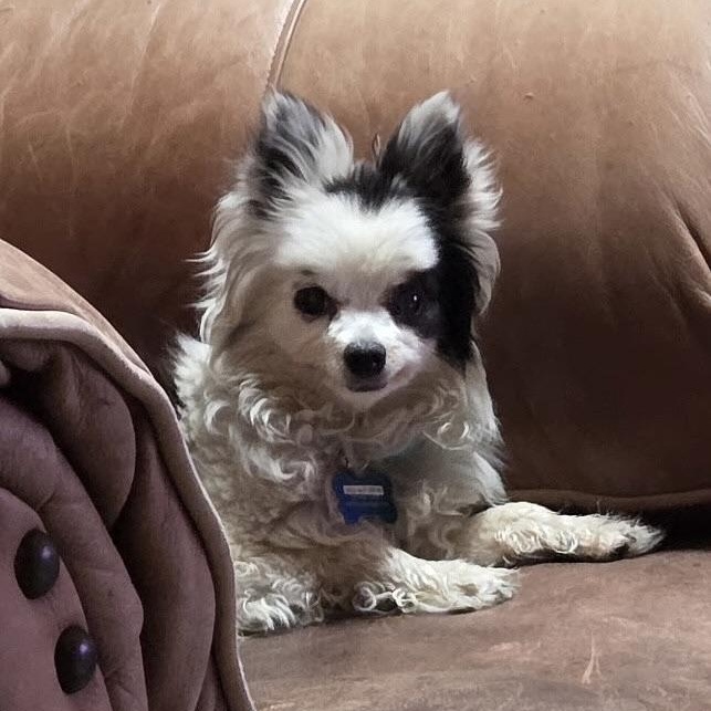 Enlarge Petey in Colorado, a Adoptable Pomeranian in Denver, CO image 4/6
