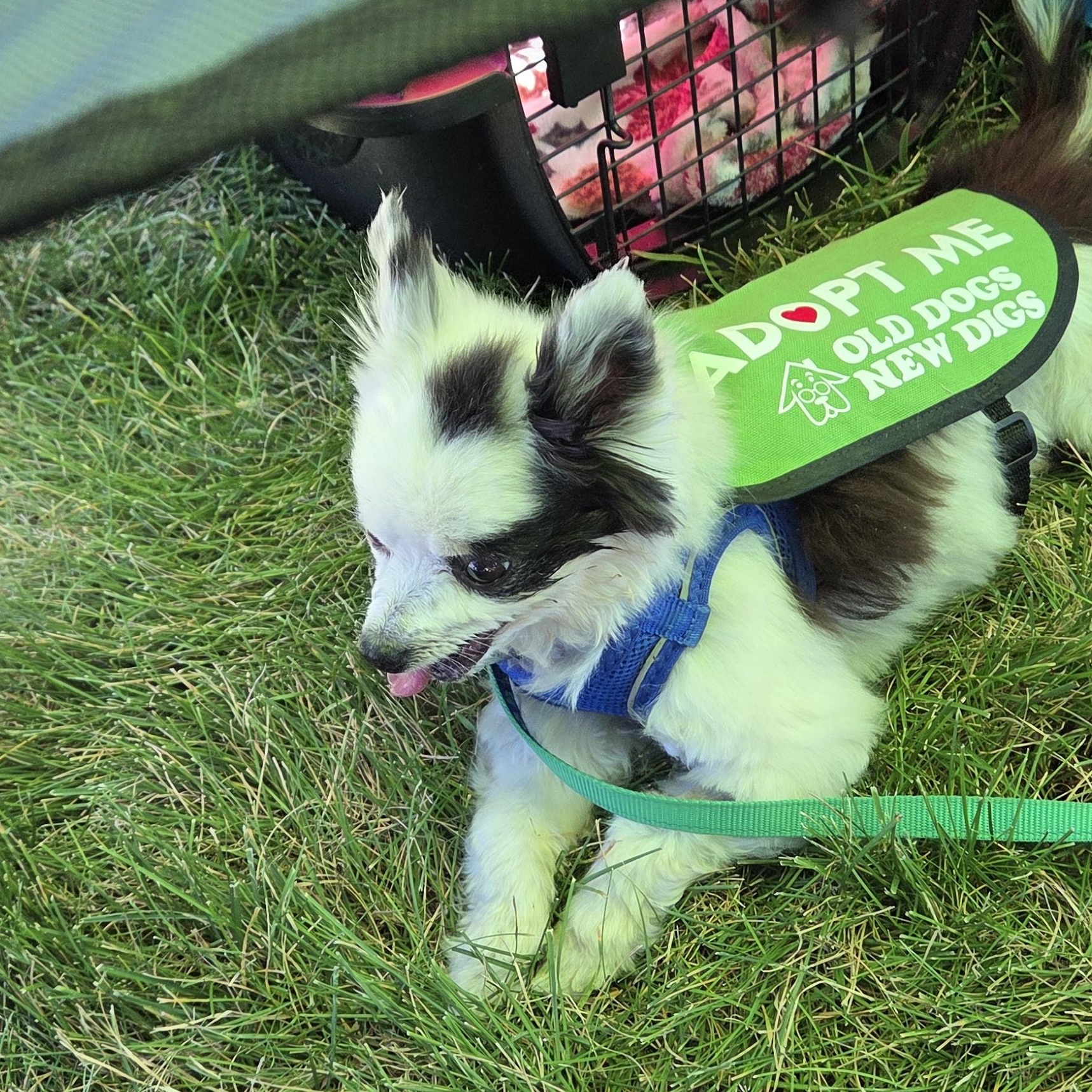 Enlarge Petey in Colorado, a Adoptable Pomeranian in Denver, CO image 6/6