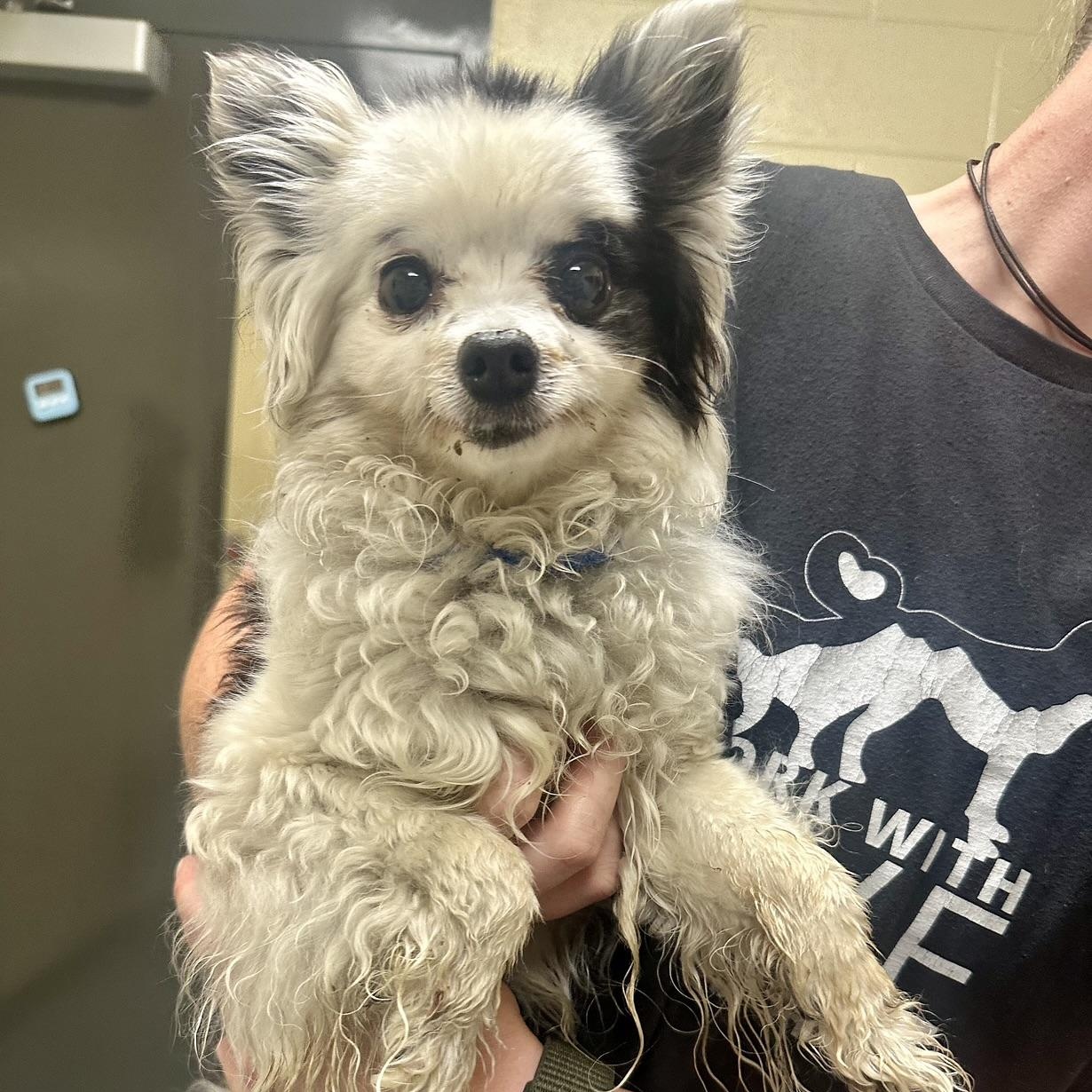 Enlarge Petey in Colorado, a Adoptable Pomeranian in Denver, CO image 3/6