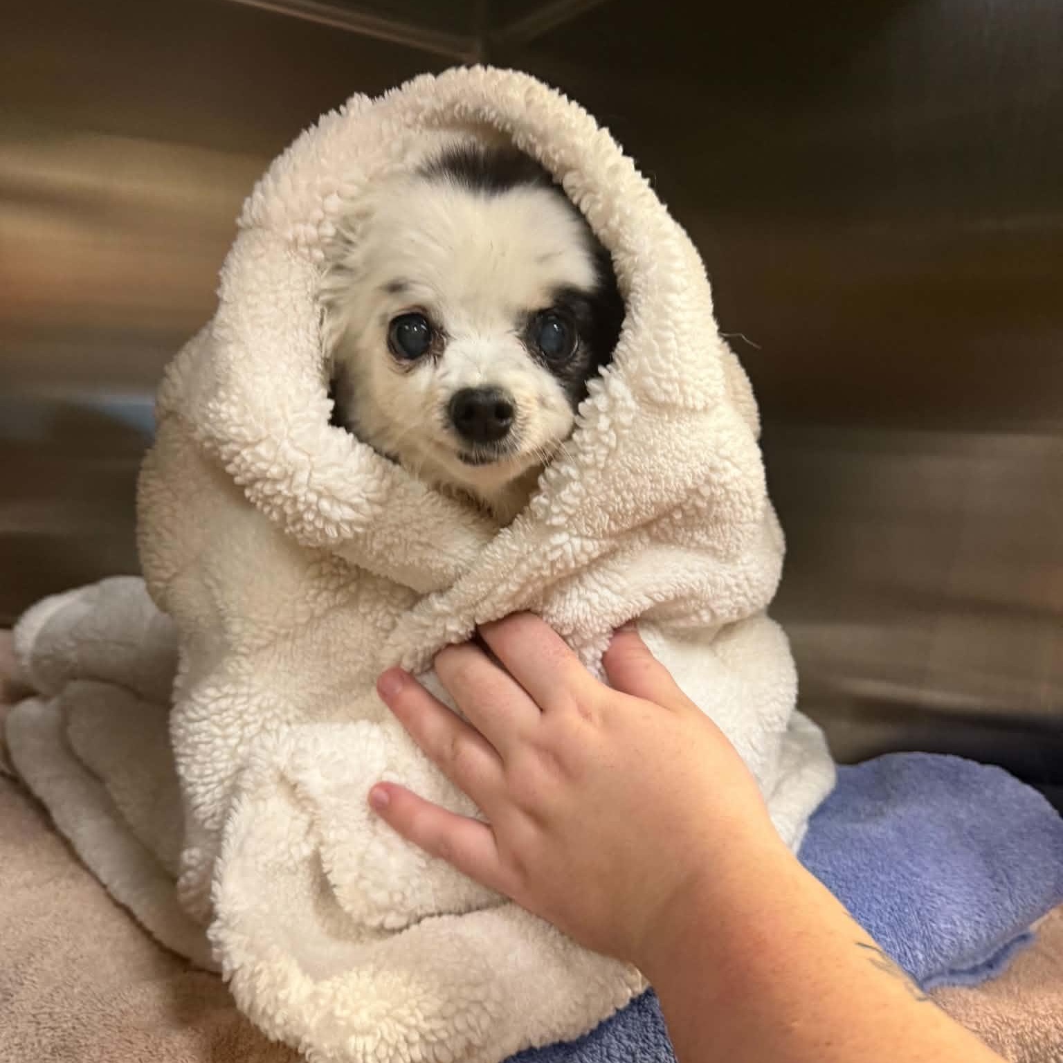 Enlarge Petey in Colorado, a Adoptable Pomeranian in Denver, CO image 2/6