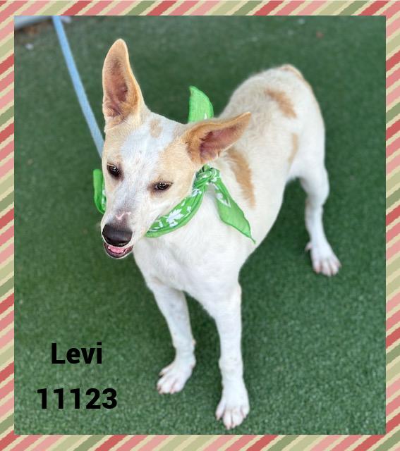 LEVI