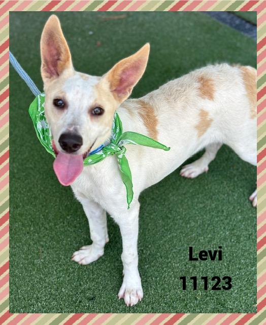 Levi is so stinkin cute He was on an adventure when spotted and arrived to the shelter on 621 Lev