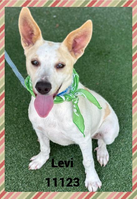 LEVI