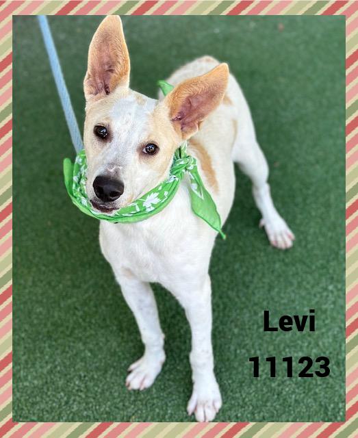 LEVI