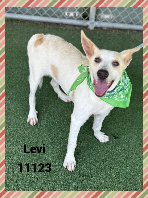 LEVI