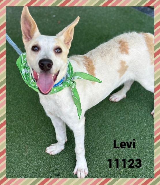 LEVI
