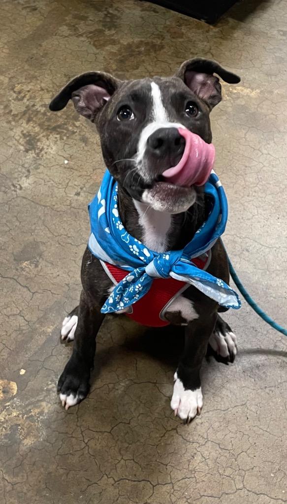 Fitz, Adoptable, Adult Male Labrador Retriever & Boxer.