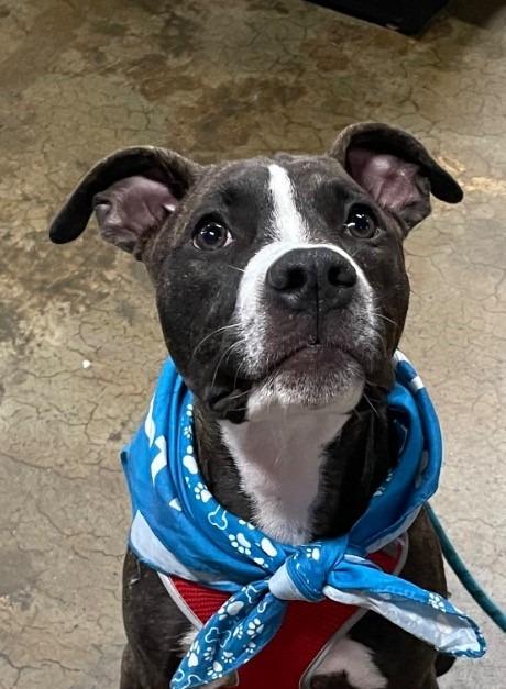 Fitz, Adoptable, Adult Male Labrador Retriever & Boxer.
