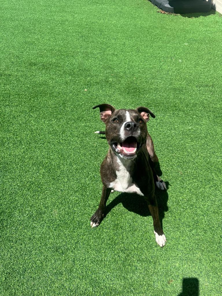 Fitz, Adoptable, Adult Male Labrador Retriever & Boxer.