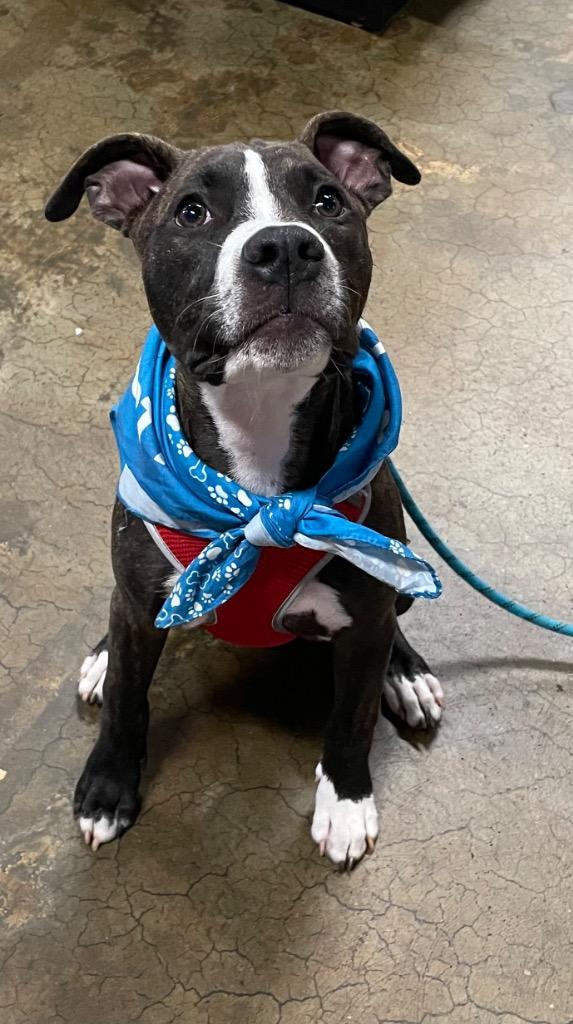 Enlarge Fitz, a Adoptable mixed breed in Waxhaw, NC image 2/6