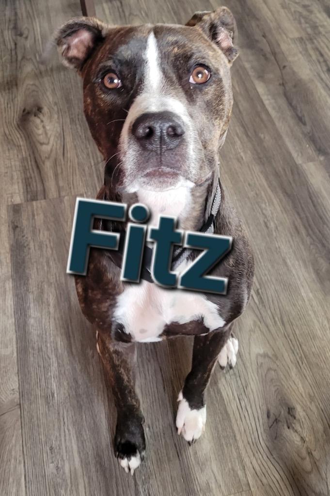Fitz, a Adoptable mixed breed in Waxhaw, NC image 6/6