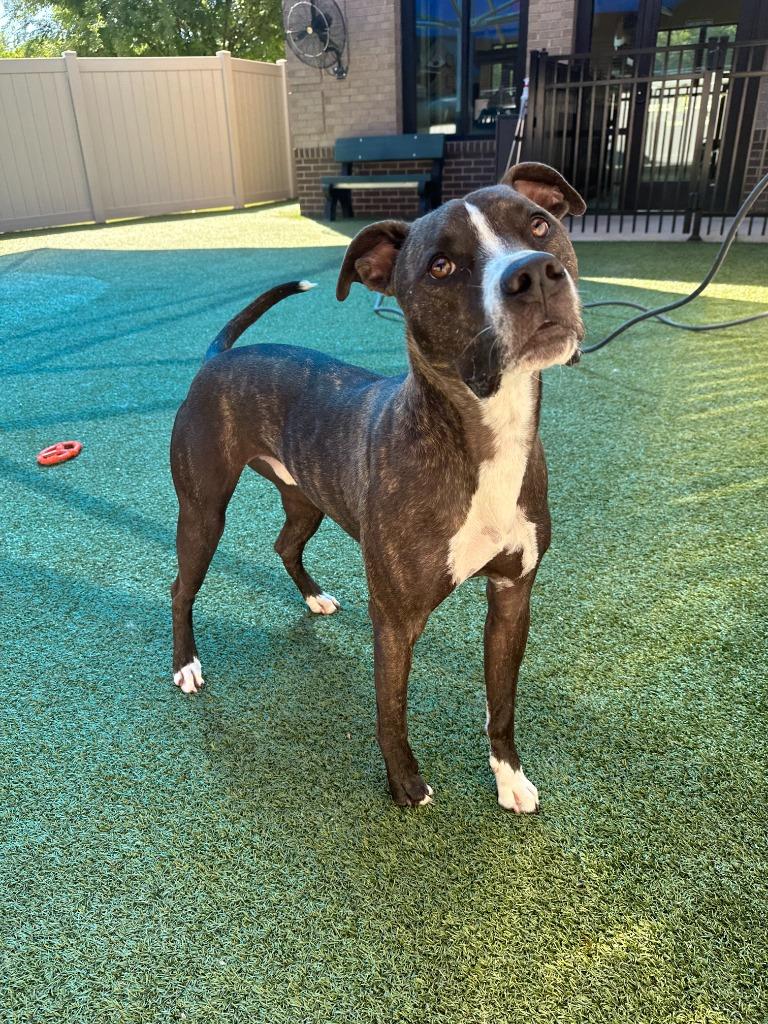 Enlarge Fitz, a Adoptable mixed breed in Waxhaw, NC image 5/6