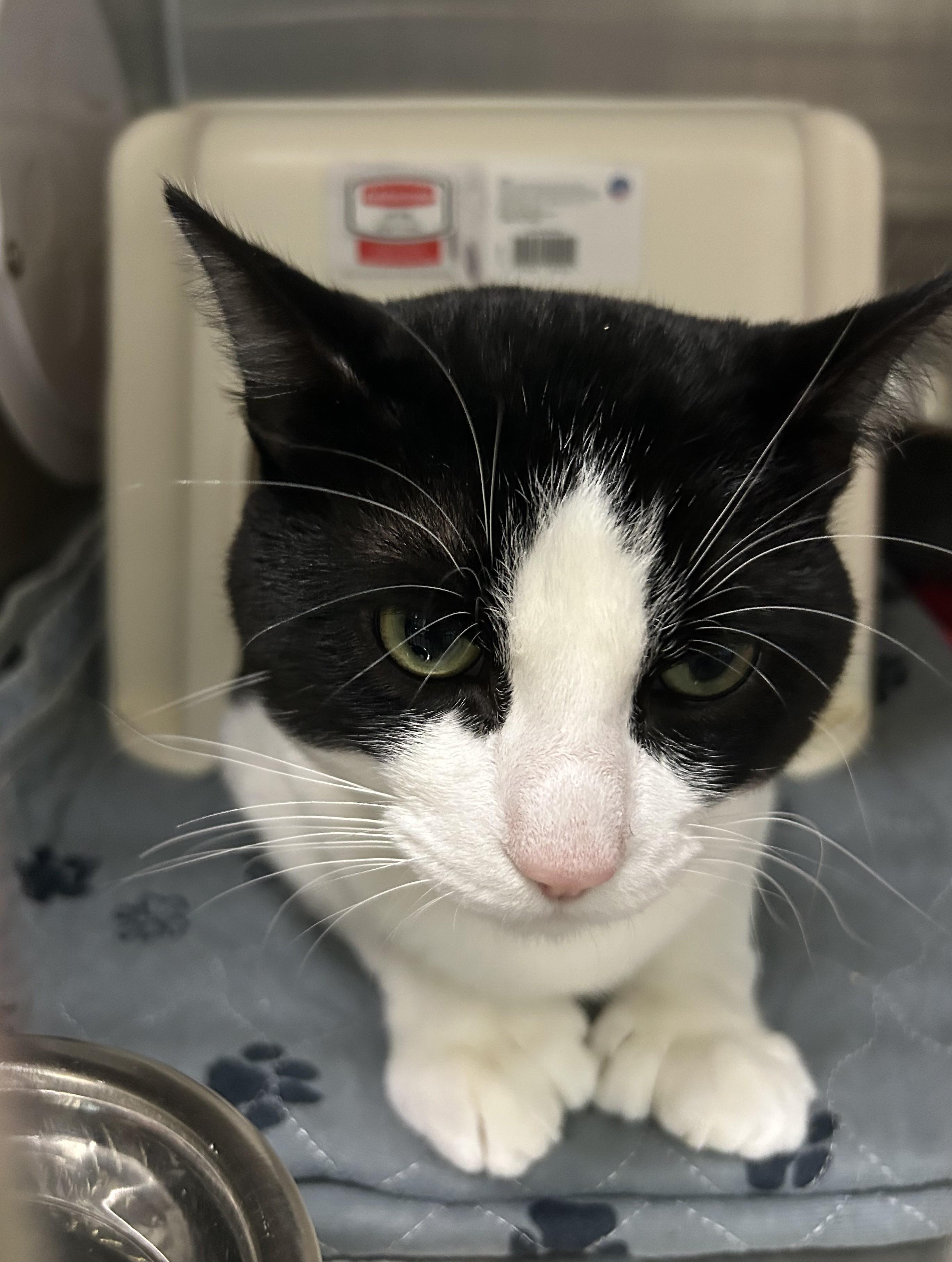 Ozai, Adopted, Adult Male Domestic Short Hair.