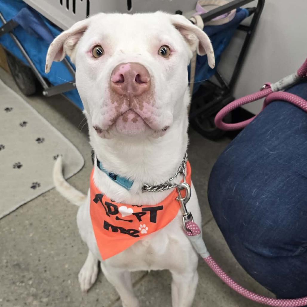 Yanick, Adoptable, Young Male Pit Bull Terrier & Mixed Breed.