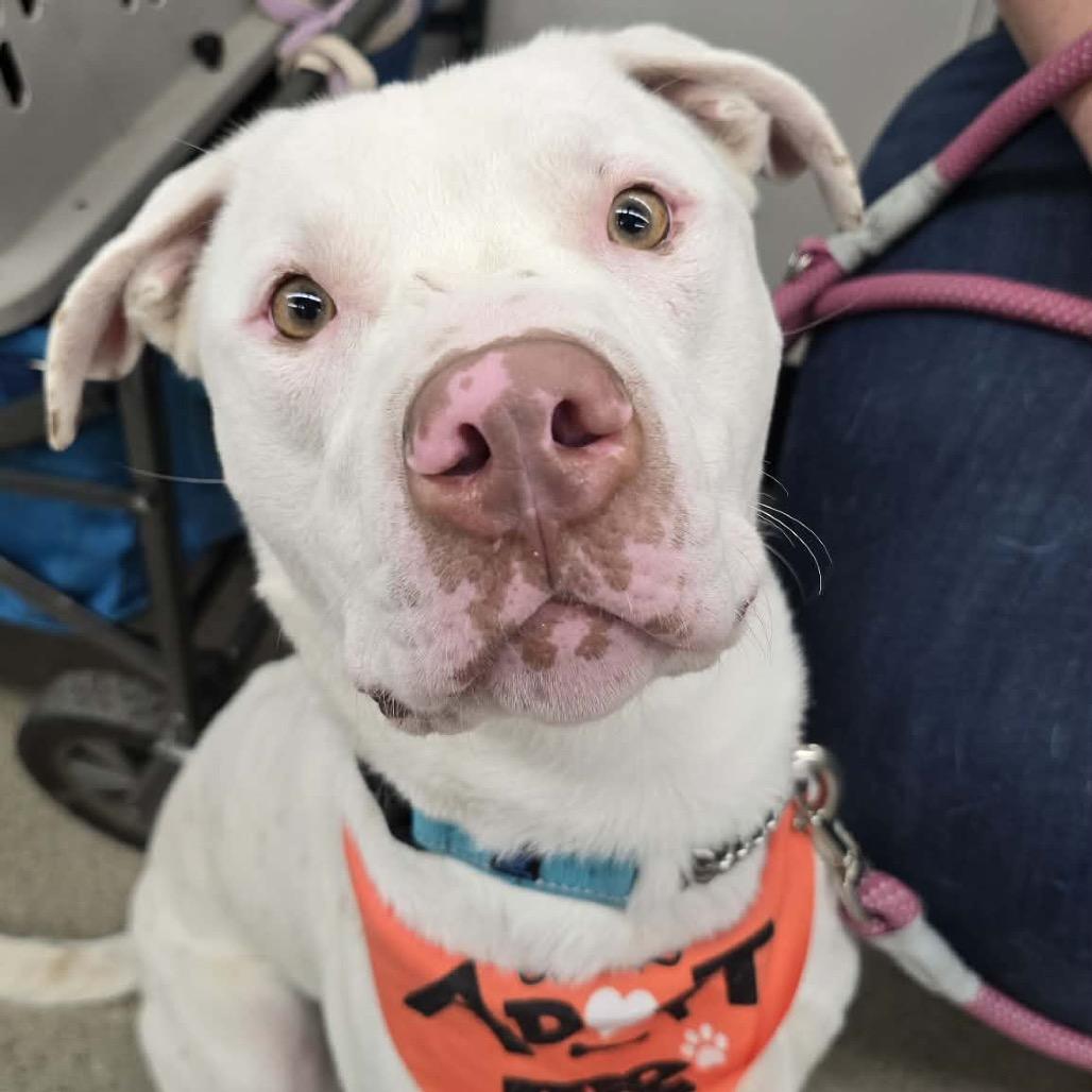 Yanick, Adoptable, Young Male Pit Bull Terrier & Mixed Breed.