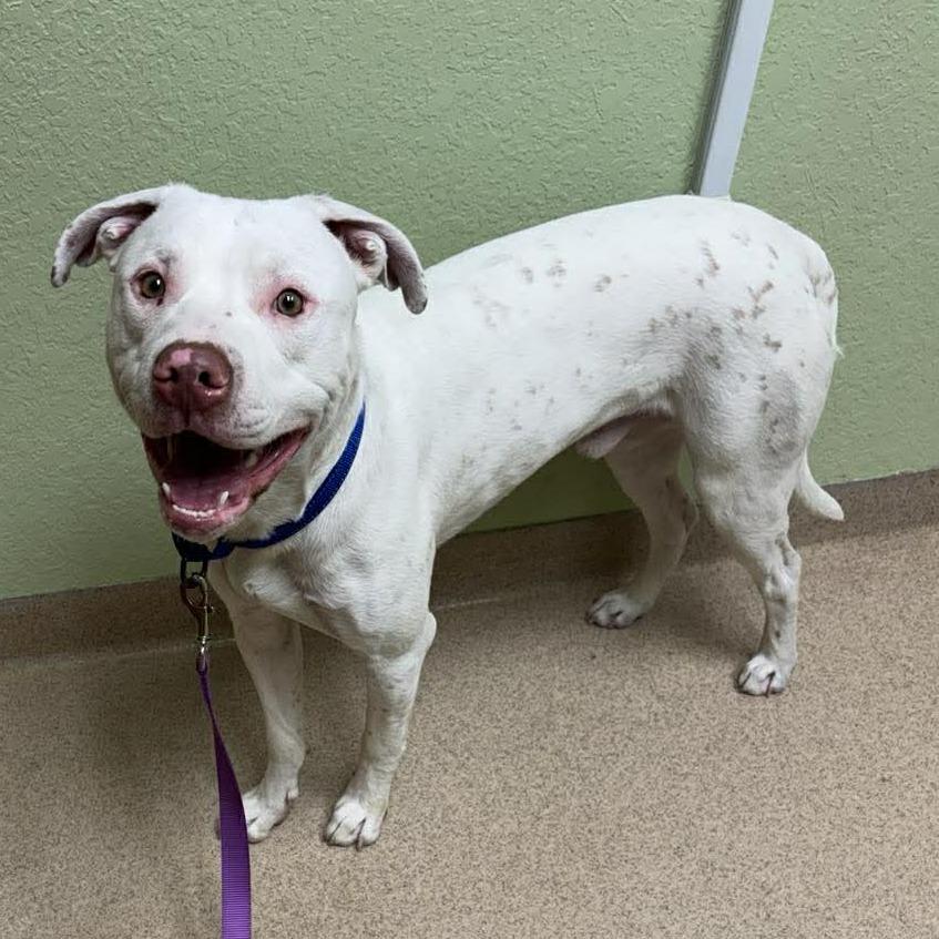 Yanick, a Adoptable mixed breed in Olathe, KS image 3/6
