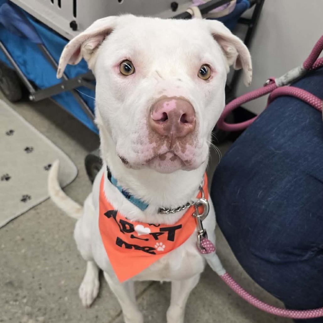 Yanick, a Adoptable mixed breed in Olathe, KS image 4/6
