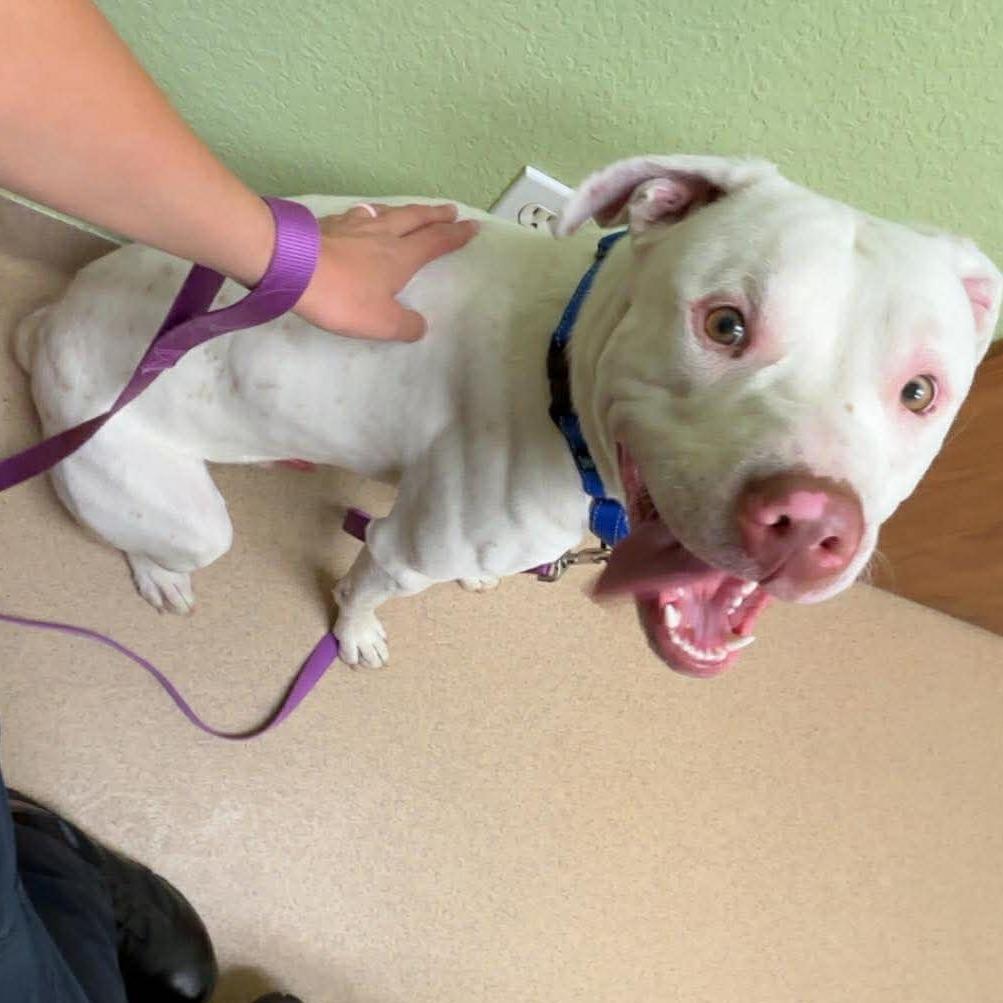 Yanick, a Adoptable mixed breed in Olathe, KS image 5/6